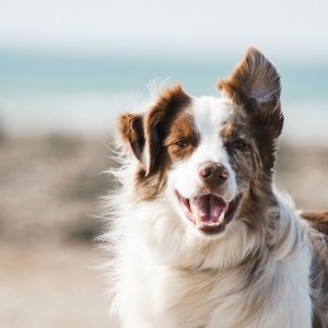 SmartHeart Dog Food 1kg